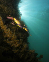 A weedy sea dragon laden with eggs. The males carry the e... by Cal Mero 